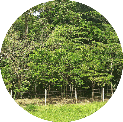 FLORA - Bosque ripario FLORA - Bosque ripario
